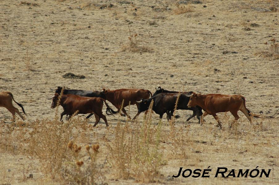 Foto de San José del Valle (Cádiz), España