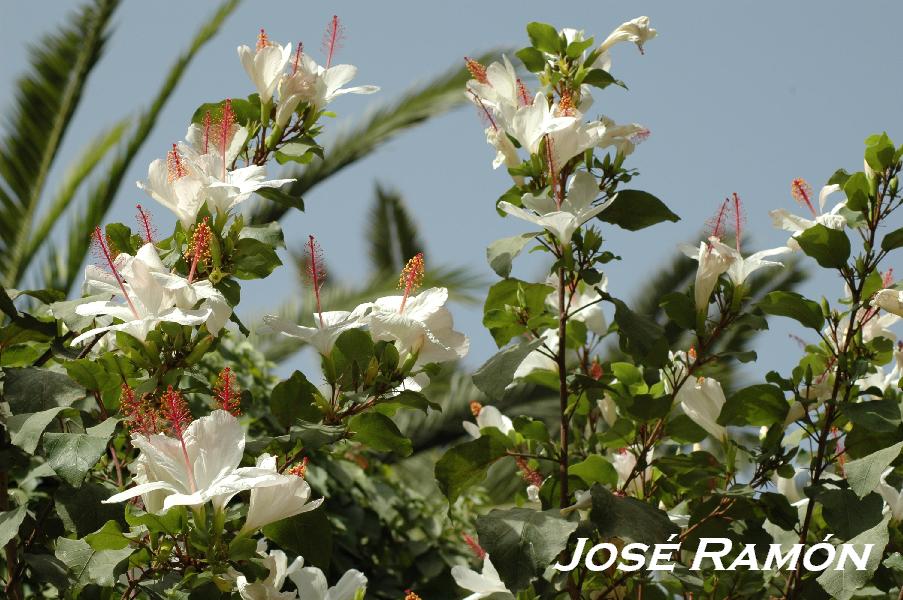 Foto de Jerez  de la Frontera (Cádiz), España