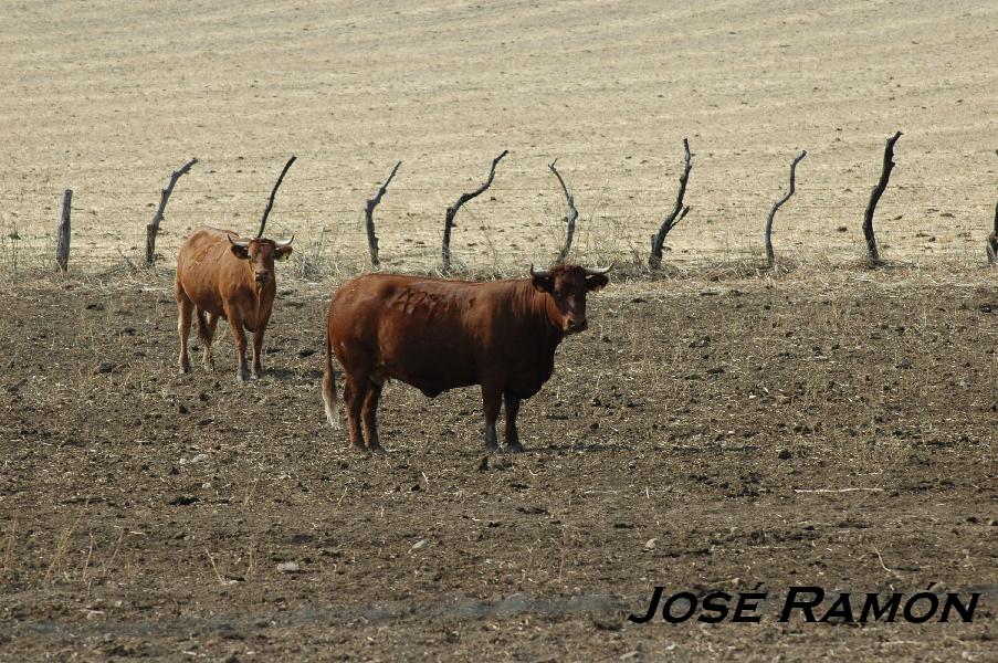 Foto de San José del Valle (Cádiz), España