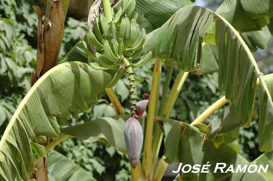 Foto de Jerez  de la Frontera (Cádiz), España