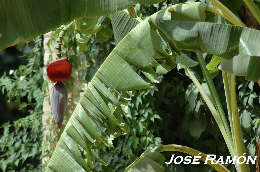 Foto de Jerez  de la Frontera (Cádiz), España