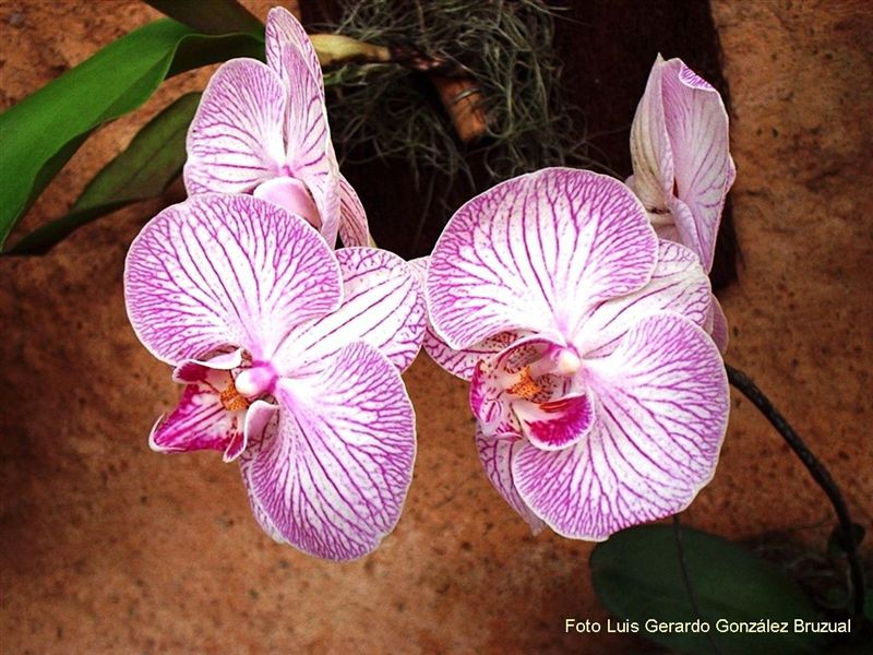 Foto de ISLA DE MARGARITA, Venezuela