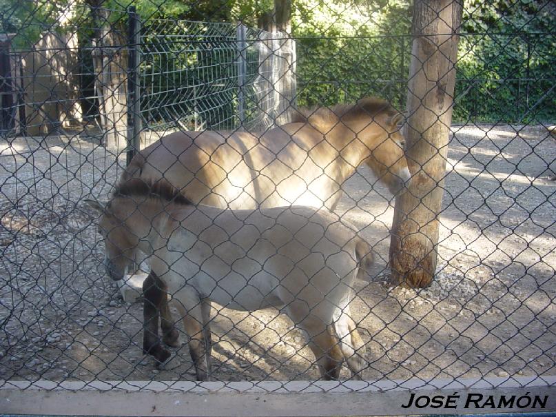 Foto de Jerez de la Frontera (Cádiz), España