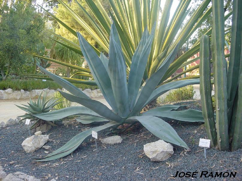 Foto de Jerez de la Frontera (Cádiz), España