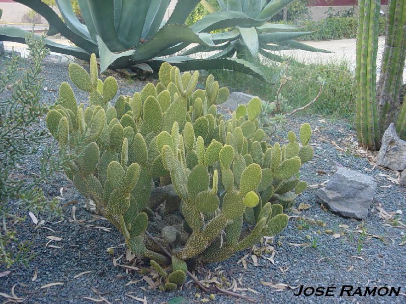 Foto de Jerez de la Frontera (Cádiz), España
