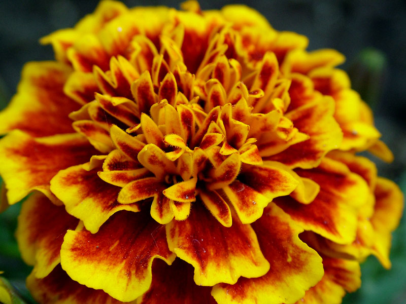 Foto de Madrid (Comunidad de Madrid), España