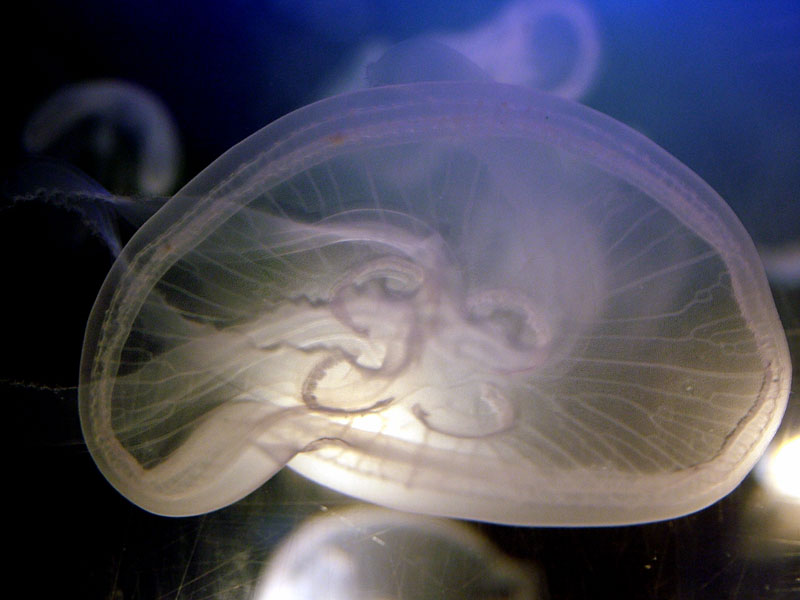 Foto de Madrid (Comunidad de Madrid), España