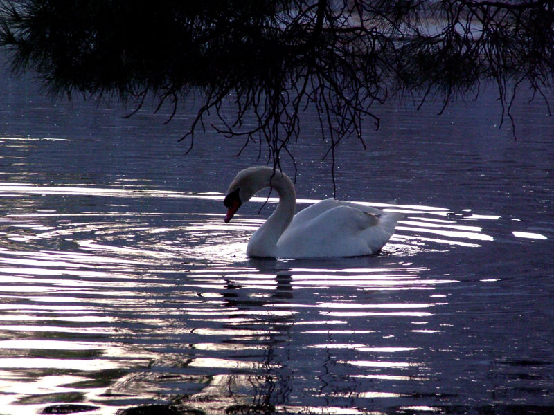 Foto de Madrid (Comunidad de Madrid), España