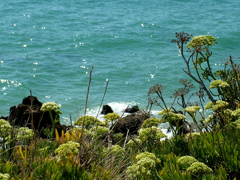 Foto de Conil (Cádiz), España