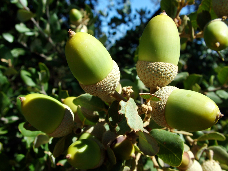 Foto de Valdeavellano (Guadalajara), España