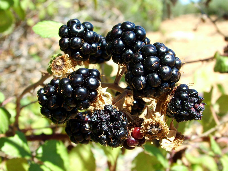 Foto de Valdeavellano (Guadalajara), España