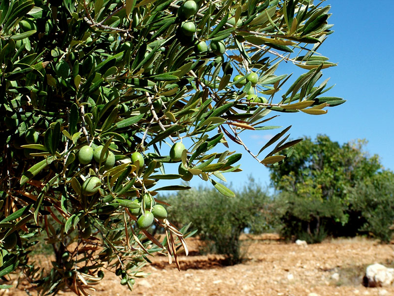 Foto de Valdeavellano (Guadalajara), España