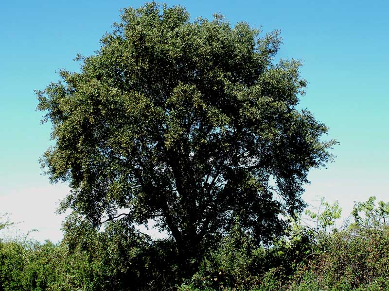 Foto de Valdeavellano (Guadalajara), España