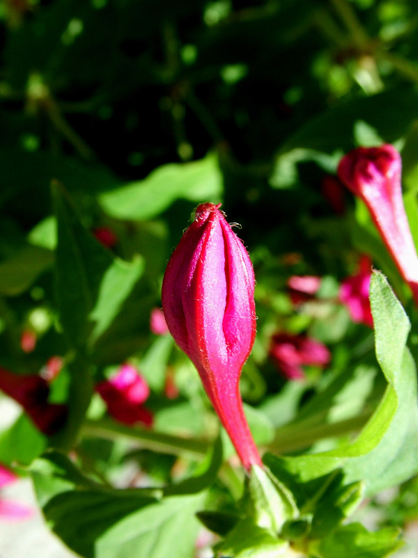 Foto de Valdeavellano (Guadalajara), España