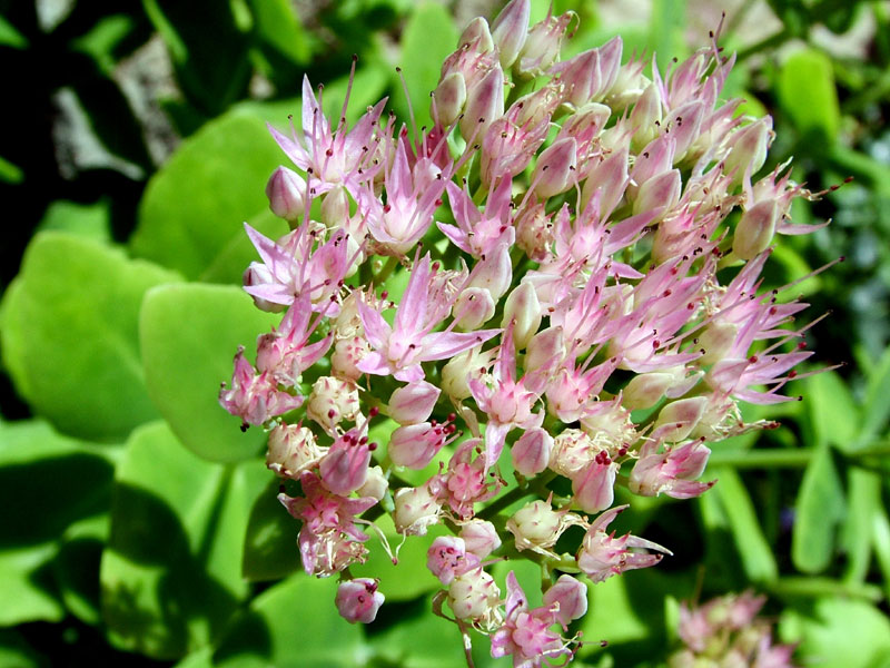 Foto de Valdeavellano (Guadalajara), España