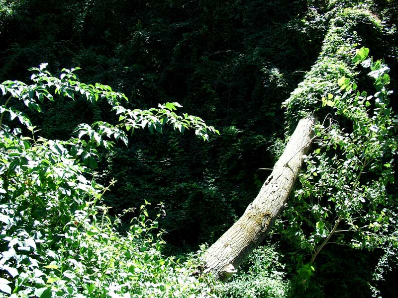 Foto de Valdeavellano (Guadalajara), España