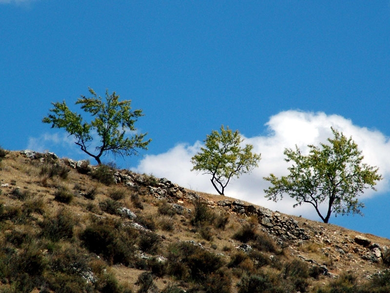 Foto de Valdeavellano (Guadalajara), España