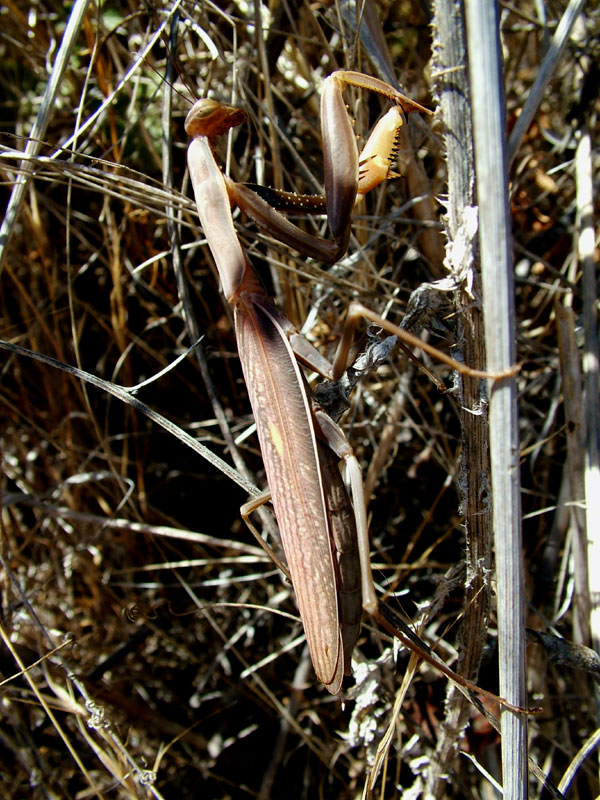 Foto de Valdeavellano (Guadalajara), España