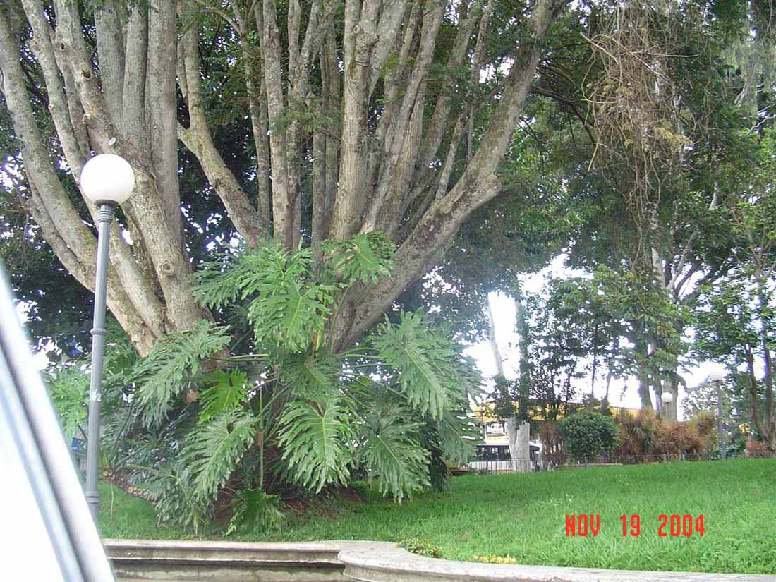 Foto de San José - San Juan de Tibás, Costa Rica