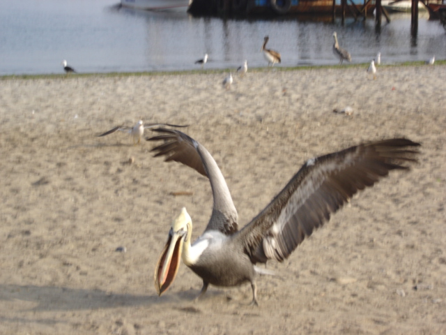 Foto de Pisco, Perú