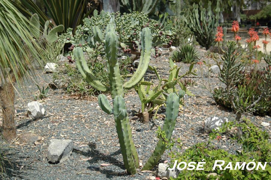 Foto de Jerez  de la Frontera (Cádiz), España