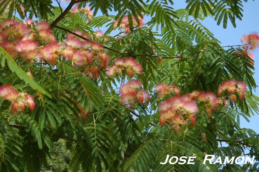 Foto de Jerez  de la Frontera (Cádiz), España