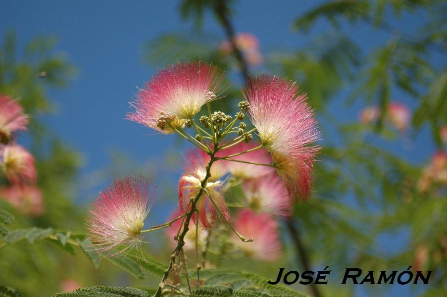 Foto de Jerez  de la Frontera (Cádiz), España