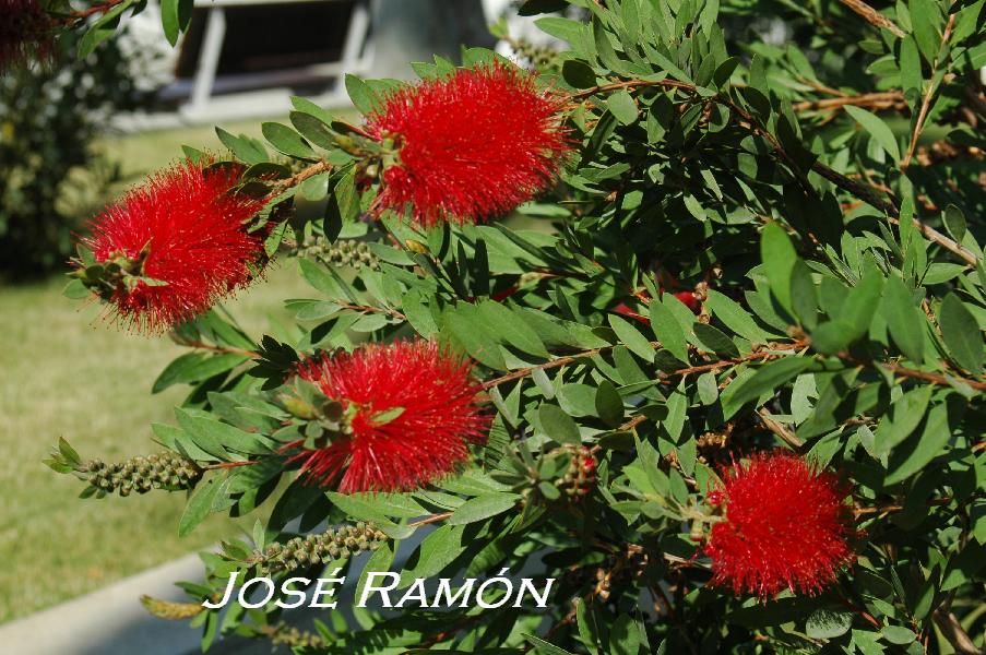 Foto de Jerez  de la Frontera (Cádiz), España