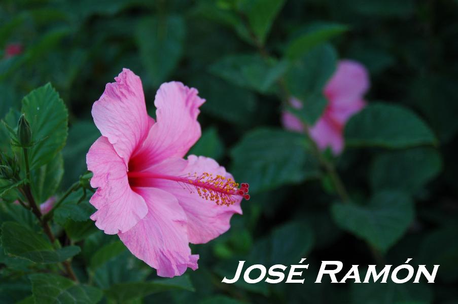 Foto de Jerez  de la Frontera (Cádiz), España