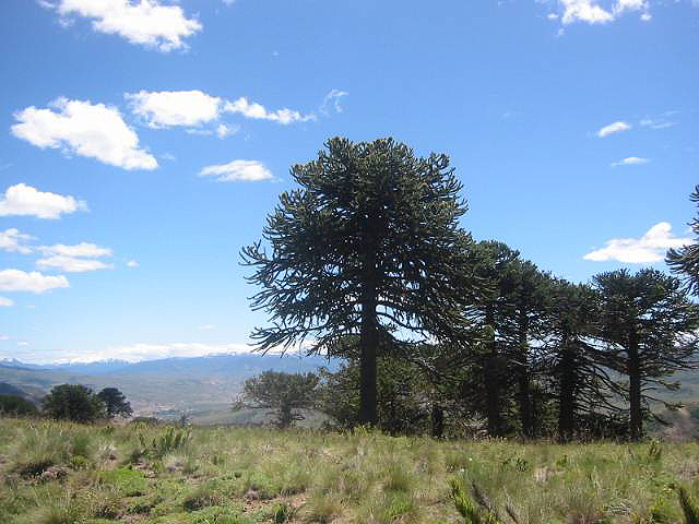 Foto de Cordillera de los Andes, Chile
