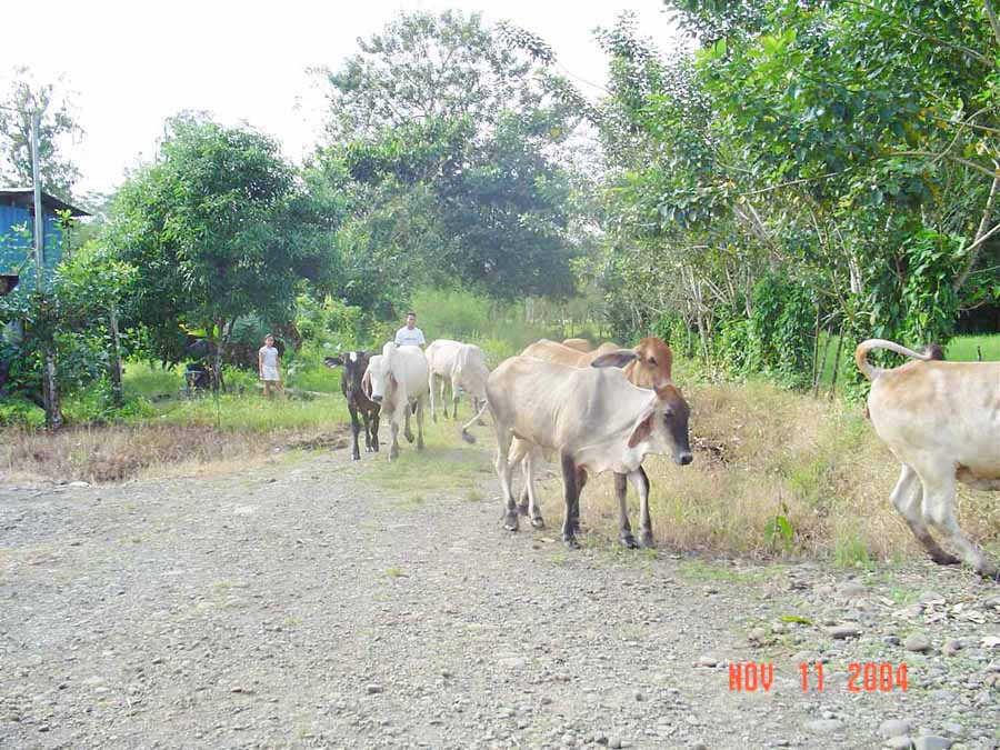 Foto de Guatuso de Alajuela, Costa Rica