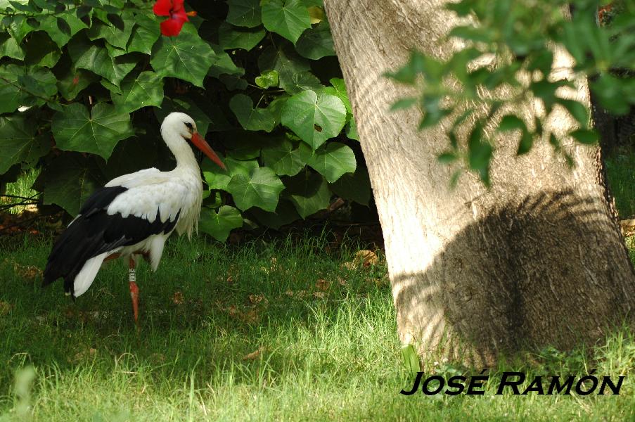 Foto de Jerez  de la Frontera (Cádiz), España