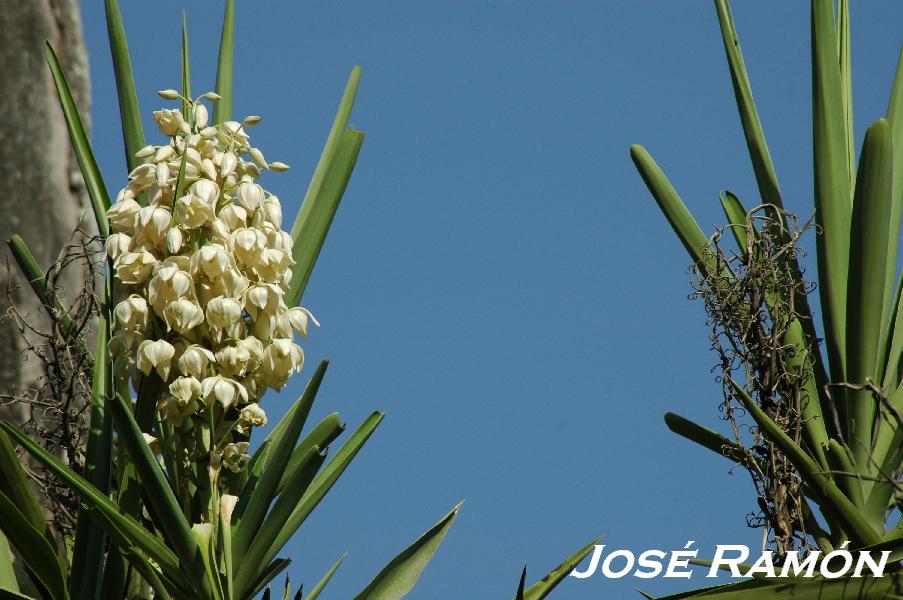 Foto de Jerez  de la Frontera (Cádiz), España