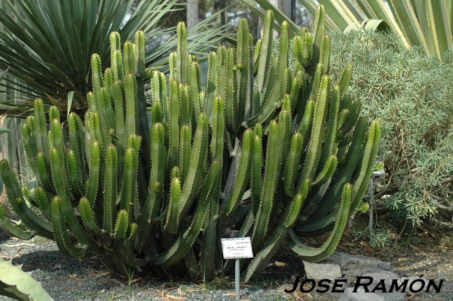 Foto de Jerez  de la Frontera (Cádiz), España
