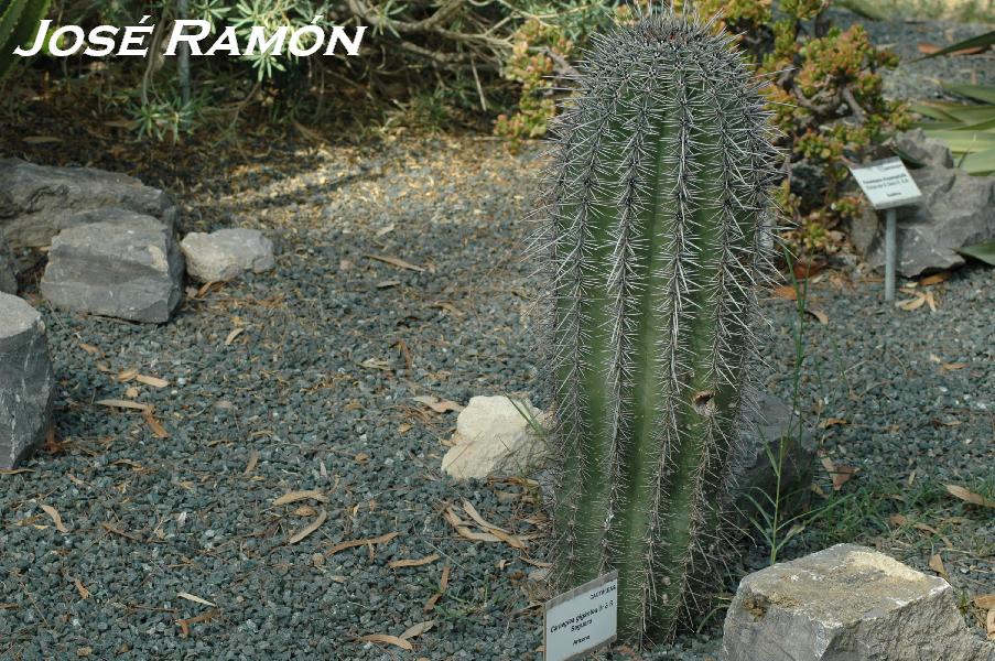 Foto de Jerez  de la Frontera (Cádiz), España