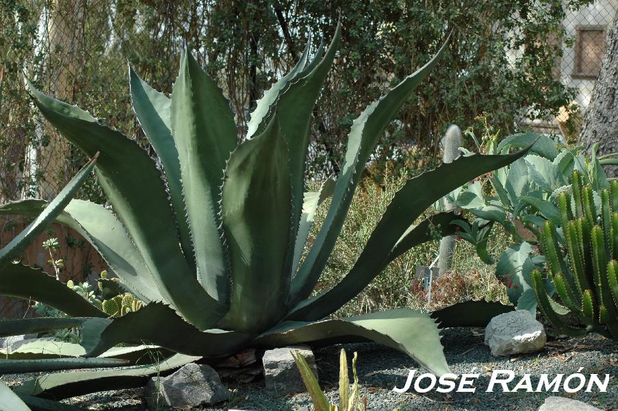 Foto de Jerez  de la Frontera (Cádiz), España
