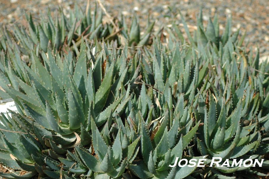 Foto de Jerez  de la Frontera (Cádiz), España