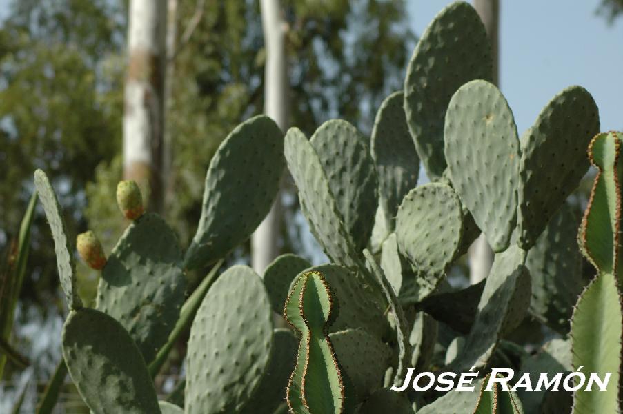 Foto de Jerez  de la Frontera (Cádiz), España