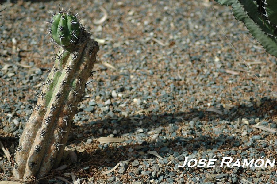 Foto de Jerez  de la Frontera (Cádiz), España