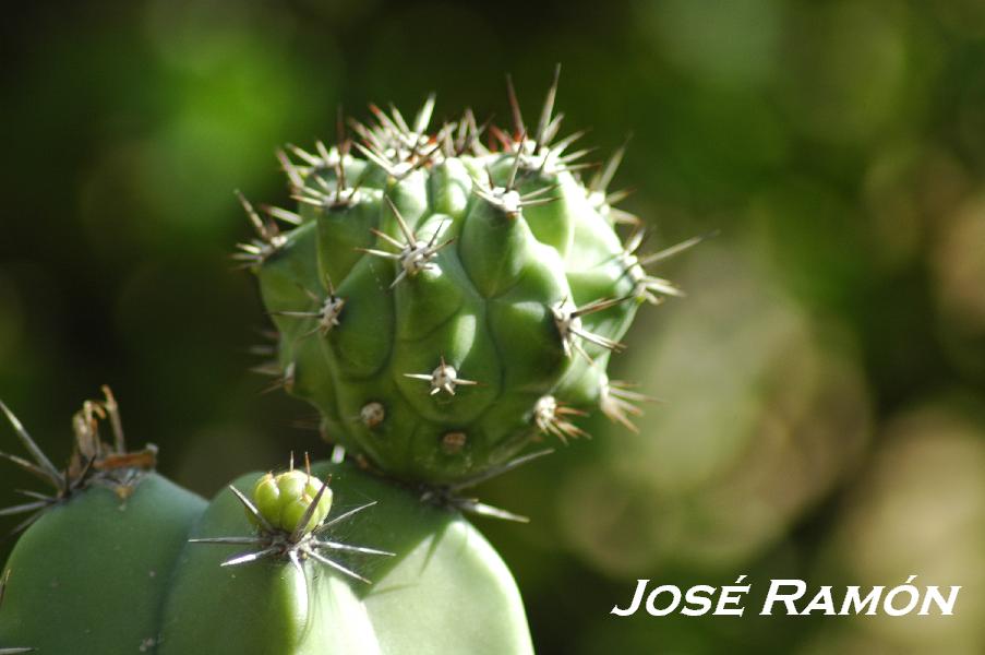 Foto de Jerez  de la Frontera (Cádiz), España
