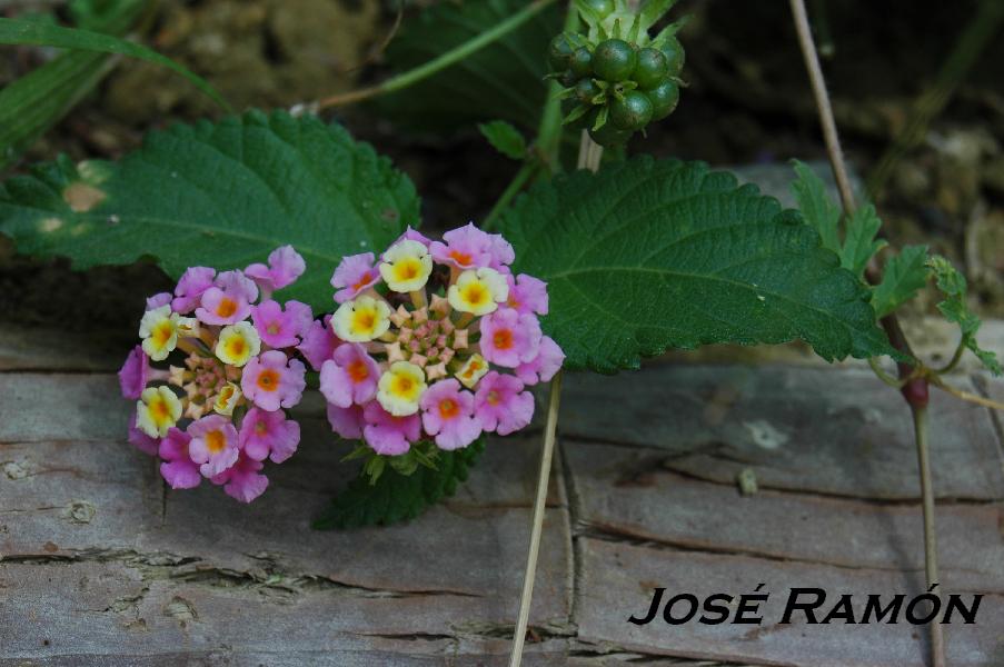 Foto de Jerez  de la Frontera (Cádiz), España