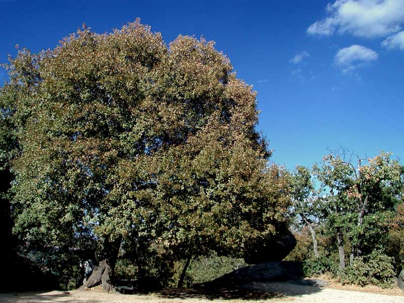 Foto de San Lorenzo de El Escorial (Madrid), España