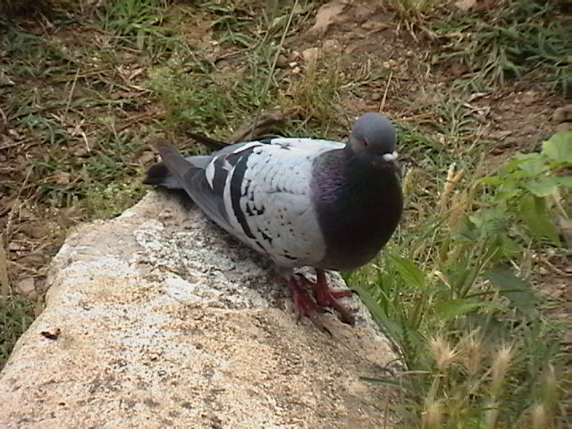 Foto de Alzira (València), España