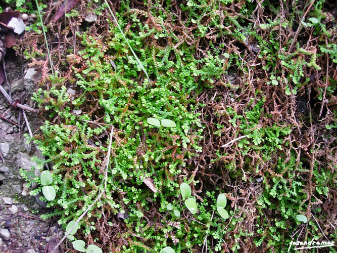 Foto de El Bosque (Cádiz), España