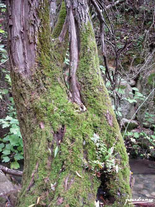 Foto de El Bosque (Cádiz), España