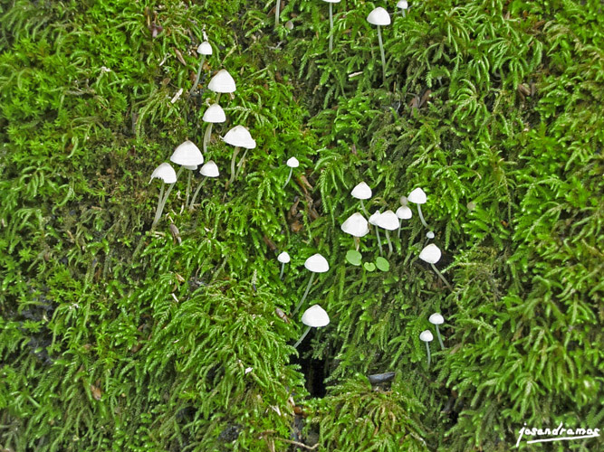 Foto de El Bosque (Cádiz), España