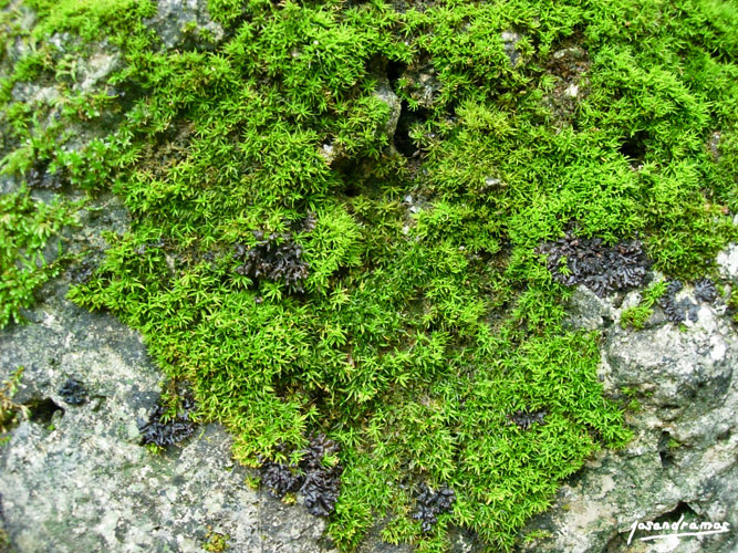 Foto de El Bosque (Cádiz), España