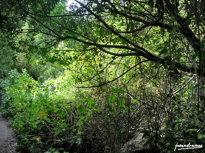 Foto de El Bosque (Cádiz), España