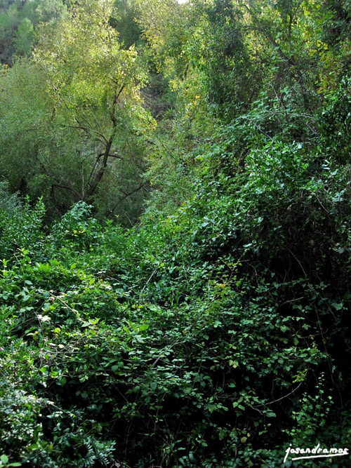 Foto de El Bosque (Cádiz), España