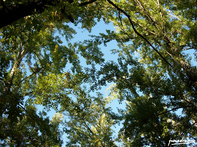 Foto de El Bosque (Cádiz), España